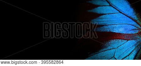 Wings Of A Butterfly Ulysses. Wings Of A Butterfly Texture Background. Closeup. Copy Space. Selectiv