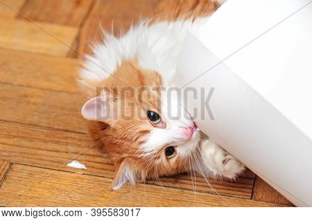 Pretty Adult Home Red Cat Nibbles Roll Of White Paper On Floor
