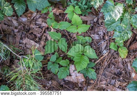 A Patch Of Poison Ivy Growing On The Forest Floor Along The Footpath In The Woodlands On A Sunny Day