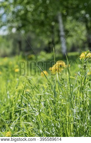 Spring. Bright Blooming Yellow Dandelions In Green Grass, Forest Glade. Sunny Day, Blurred Nataral B