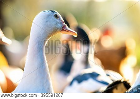 Detail Of A Duck Head. Ducks Feed On Traditional Rural Barnyard. Close Up Of Waterbird Standing On B