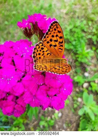Close Up Selective Focus Open Winged Shots Of A Brown Great Spangled Fritillary Buttergly  Feeding O