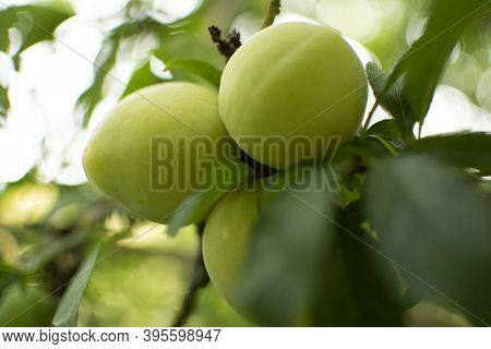 Twig With 3 Green Plums On The Tree Ripen In The Sun