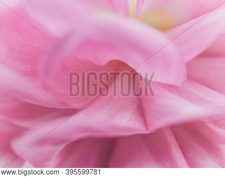 Close Up Of Pastel Color Aster Or Dahlia Flower. Unfocused Abstract Pink Floral Background. Blurred 
