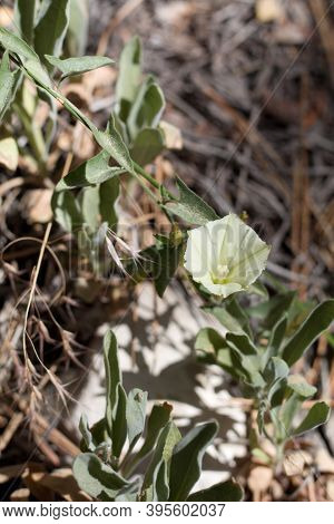 Solitary Off White Inflorescence Of Chaparral Morning Glory, Calystegia Occidentalis, Convolvulaceae