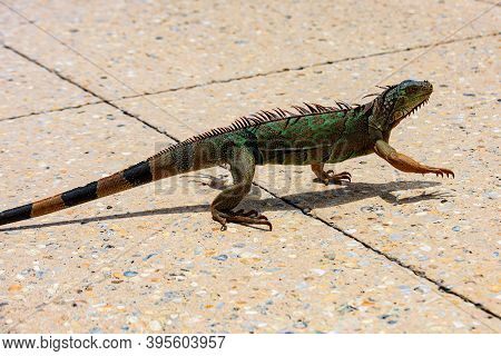 Green Lizards Iguana. And In The Subfamily Iguanidae
