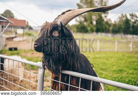 Funny Close Up Photo Of Black Hairy Goat In Zoo. The Valais Blackneck Is A Breed Of Domestic Goat Fr