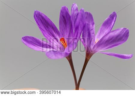 The Autumn Flowering Crocus Crocus Ligusticus