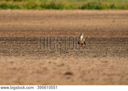 Buzzard Bird Of Prey Sits In A Pasture In Brown Sand, Buteo Buteo, In Front View
