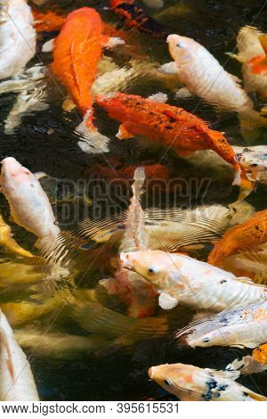 Koi Fish, Koi Carp (cyprinus Carpio) Swimming In A Pond