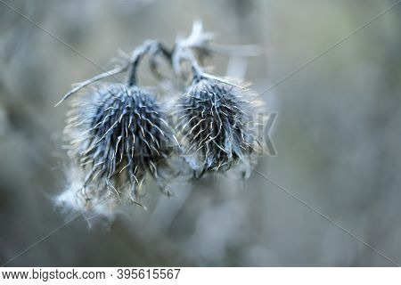 Two Dried Grey Thistle Flowers Against A Blurred Background, Nature Wabi Sabi Concept, Symbol For To