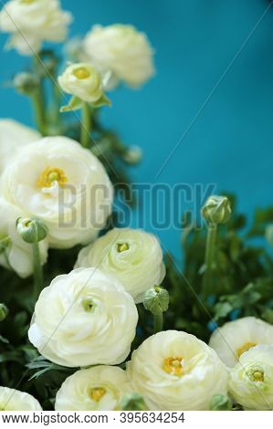 Ranunculus Flower.buttercup Flowers.floral Background.delicate White Spring Flowers On A Bright Blue