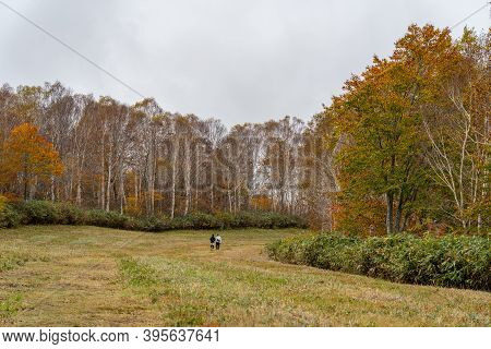 Tashiro Ski Resort In Autumn Foliage Season. Naeba, Yuzawa, Niigata Prefecture, Japan