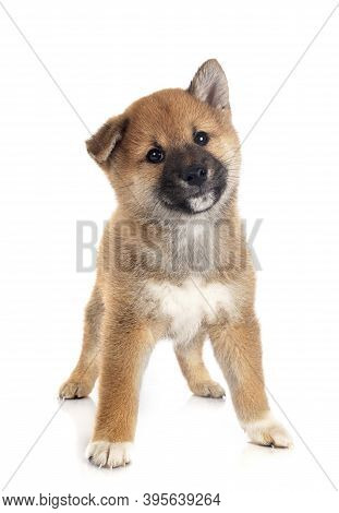 Puppy Shiba Inu In Front Of White Background