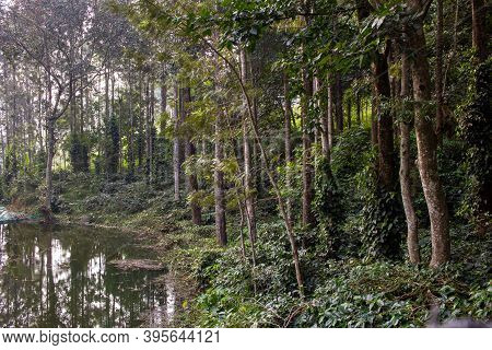 Beautiful Pond Near Coffee Plantation With Trees Providing Shade In Yercaud Hill Station, Tamil Nadu