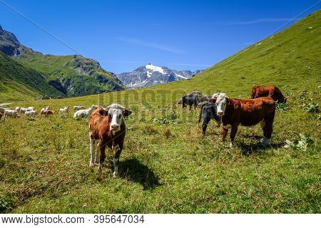Cows In Alpine Pasture, Pralognan La Vanoise, French Alps