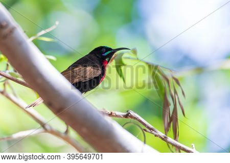 Beautiful Bird Scarlet-chested Sunbird On Tree - Lake Ziway Or Lake Ziway - Ethiopia Wildlife, Afric