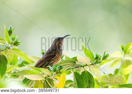 Tacazze Sunbird (nectarinia Tacazze) Perched On Tree, Lake Ziway, Ethiopia Safari Wildlife