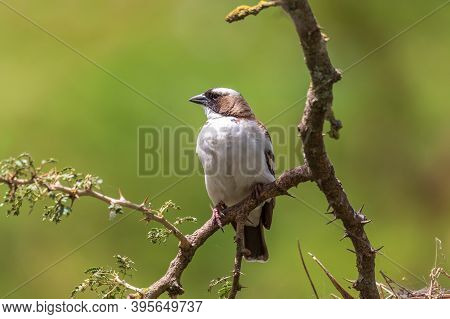 Bird White-browed Sparrow-weaver (plocepasser Mahali), Near Hawassa, Ethiopia Wildlife