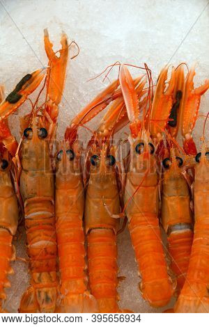 Close Up Fresh Catch Of Raw Red Langoustines (nephrops Norvegicus, Norway Lobster, Dublin Bay Prawn 