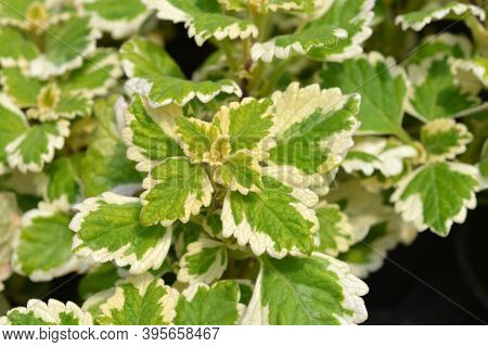 Swedish Ivy Marginatus Leaves - Latin Name - Plectranthus Forsteri Marginatus