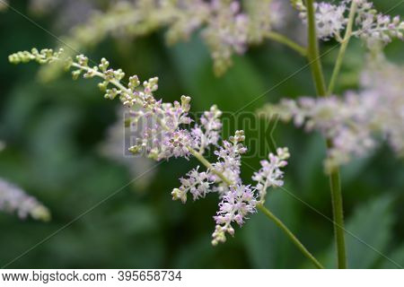 Chinese Astilbe Pink Flower - Latin Name - Astilbe Chinensis (astilbe Rubra)