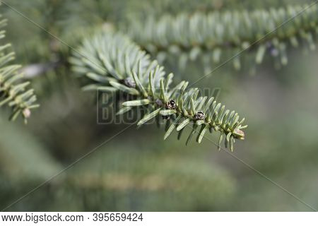 Blue Spanish Fir Branch - Latin Name - Abies Pinsapo Glauca