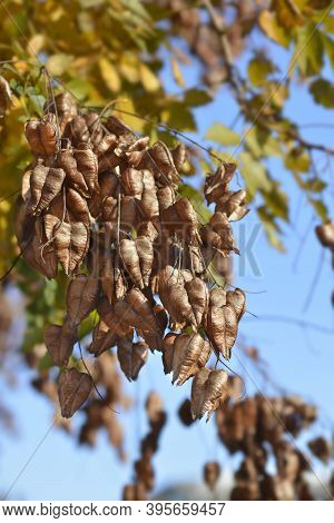 Golden Rain Tree Branch With Seed Pods - Latin Name - Koelreuteria Paniculata