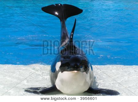Orka