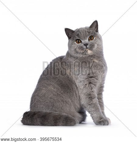 Impressive Blue Tortie British Shorthair Cat, Sitting Side Ways. Looking Towards Camera With Amazing