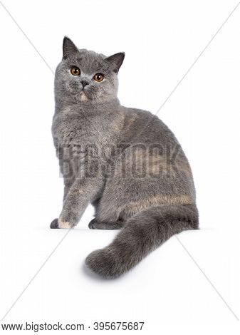 Impressive Blue Tortie British Shorthair Cat, Sitting Side Ways On Edge. Looking Towards Camera With