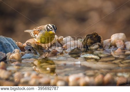 African Golden Breasted Bunting Standing At Waterhole In Kruger National Park, South Africa ; Specie