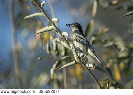 Black Backed Puffback Standing In Shrub In Kruger National Park, South Africa ; Specie Dryoscopus Cu