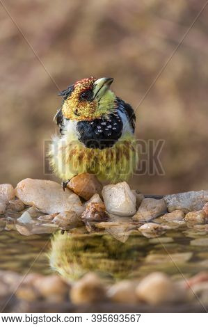 Crested Barbet Standing At Waterhole In Kruger National Park, South Africa ; Specie Trachyphonus Vai
