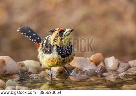 Crested Barbet Standing At Waterhole In Kruger National Park, South Africa ; Specie Trachyphonus Vai