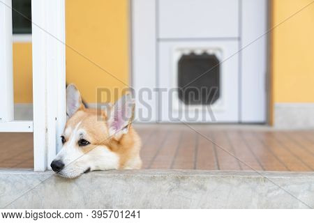 Bored Corgi Dog Lying Or Waiting For Someone On The Floor In Summer Sunny Day