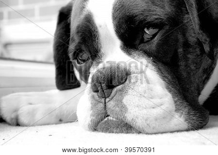 Cão Boxer triste