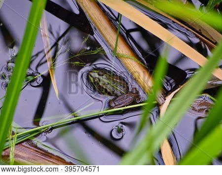 A Frog Sits In Water In Nature In Jena