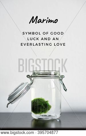 Close Up Of Marimo Moss Ball In A Glass Jar With Words Marimo Is A Symbol Of Good Luck And Love. Jap