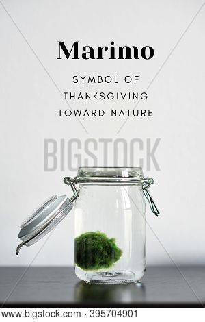 Close Up Of Marimo Moss Ball In A Glass Jar With Words Marimo Is Symbol Of Thanksgiving Toward Natur