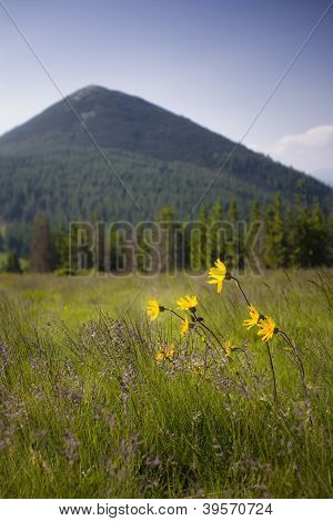 fleurs avec les montagnes à l'arrière-plan