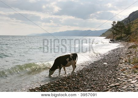 Mucche sulla costa del lago Baikal