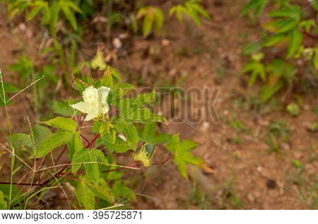 Arasinagundi, Karnataka, India - November 3, 2013: Rural Green Agricultural Landscape. Closeup Of Ye
