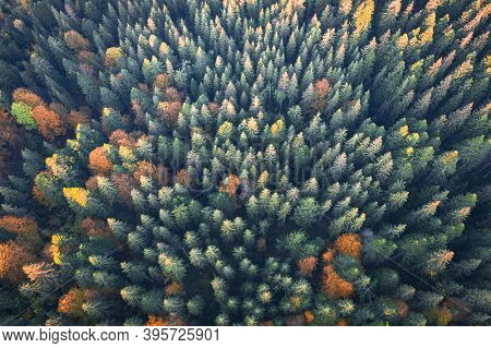 Aerial drone top down view. Yellow, orange and red autumn trees in colorful forest. Sunny day in autumn mountains