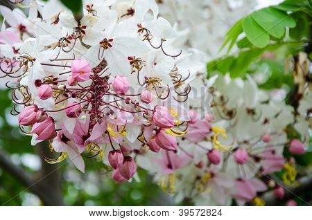 Bel fiore di Cassia javanica fiore