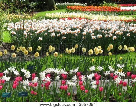Tulipas e narcisos na grama verde