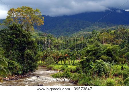 Jungle floden