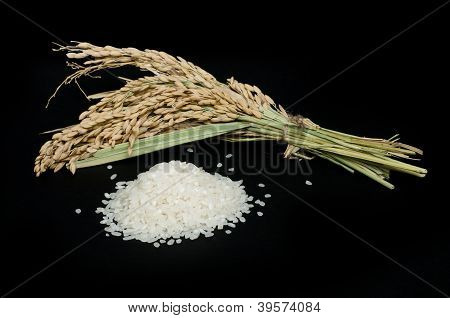 ข้าว Baldo และสาขา