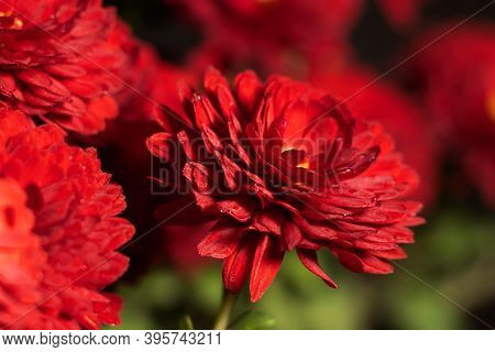Dark Rusty Red Chrysanthemum Flowers With Yellow Middles In German Garden. Floral Autumn Background