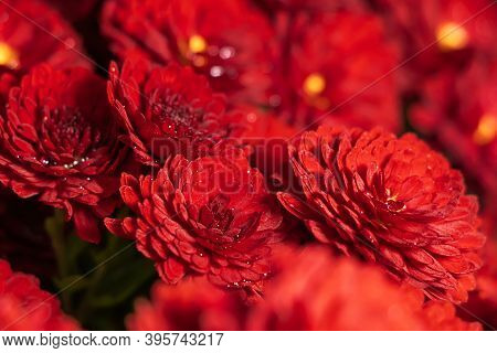 Dark Rusty Red Aster Dumosus Flowers With Yellow Middles In German Garden. Floral Autumn Background